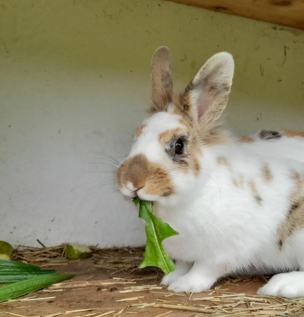 Lovely Female Rex X Rabbit for Pet/Breeding - Image 2