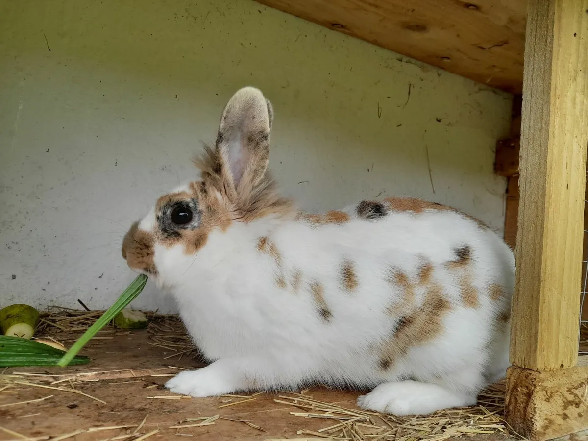 Lovely Female Rex X Rabbit for Pet/Breeding - Image 1