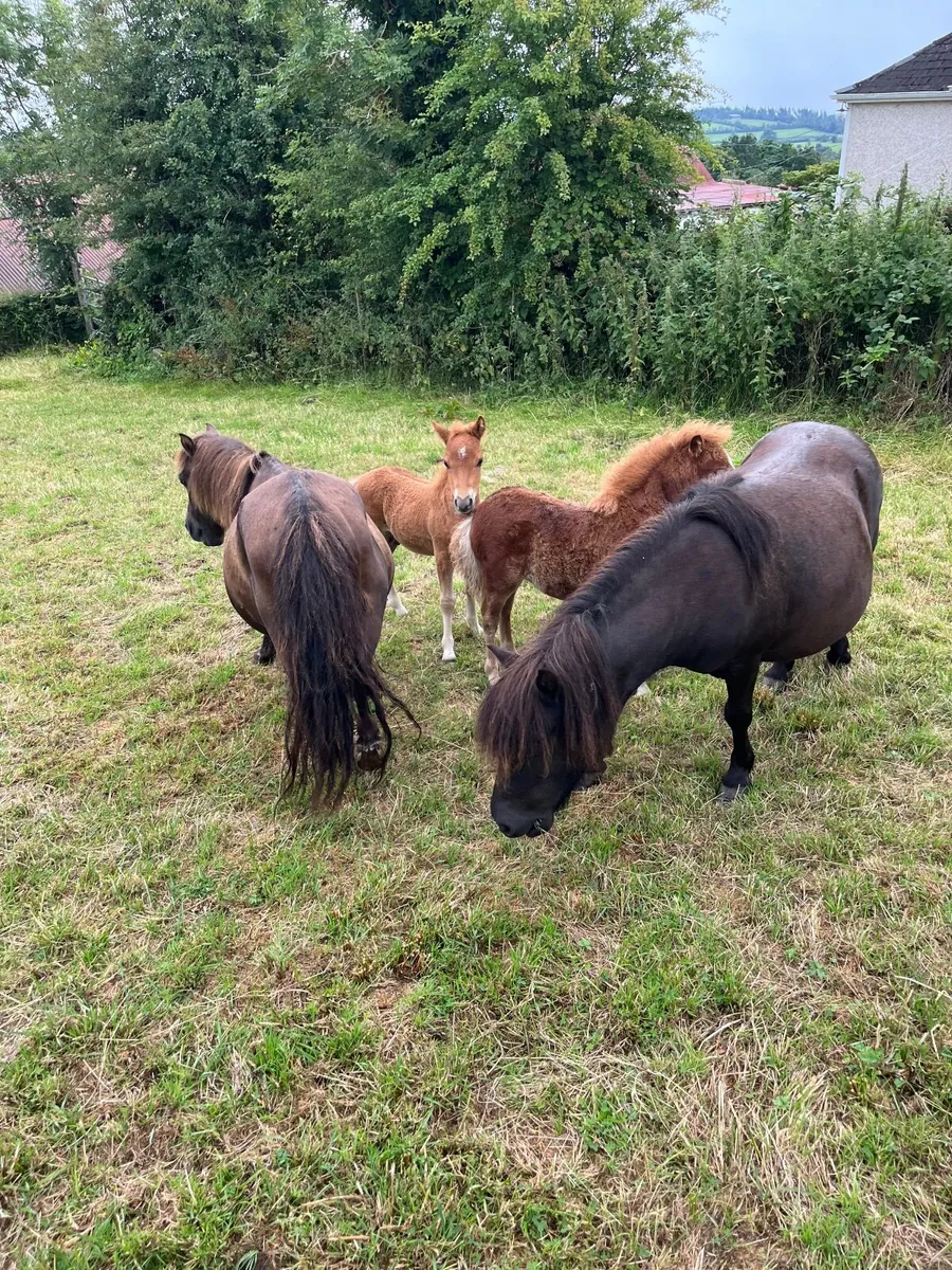 Ponies for sale - Image 1