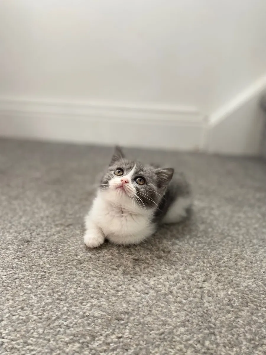 British Shorthairs Last Three Remaining. - Image 1