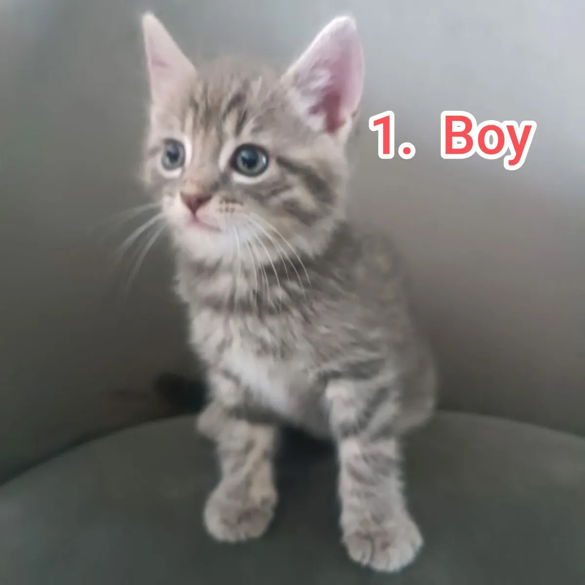 Kittens 3 boy 1girl - Image 1