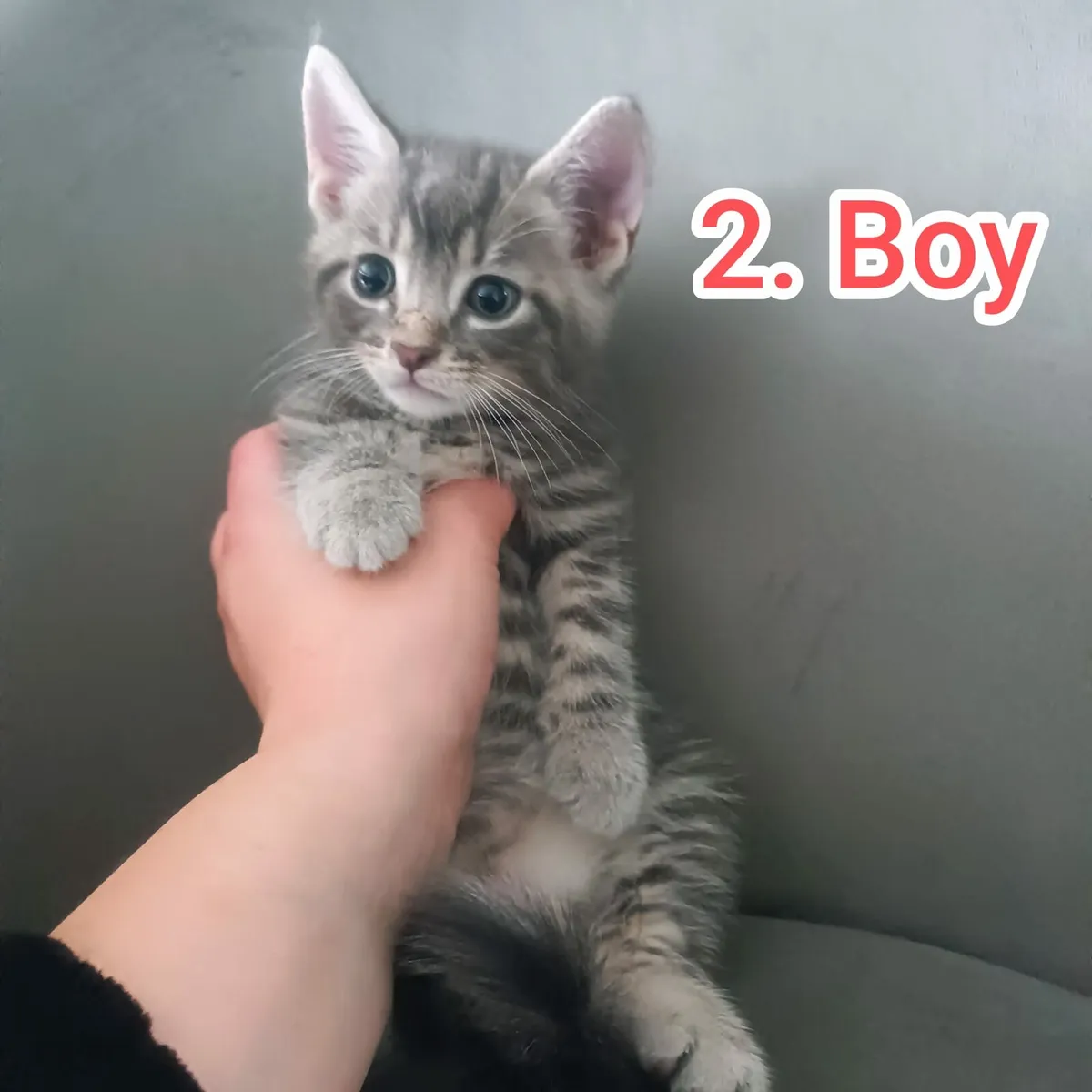 Kittens 3 boy 1girl - Image 2