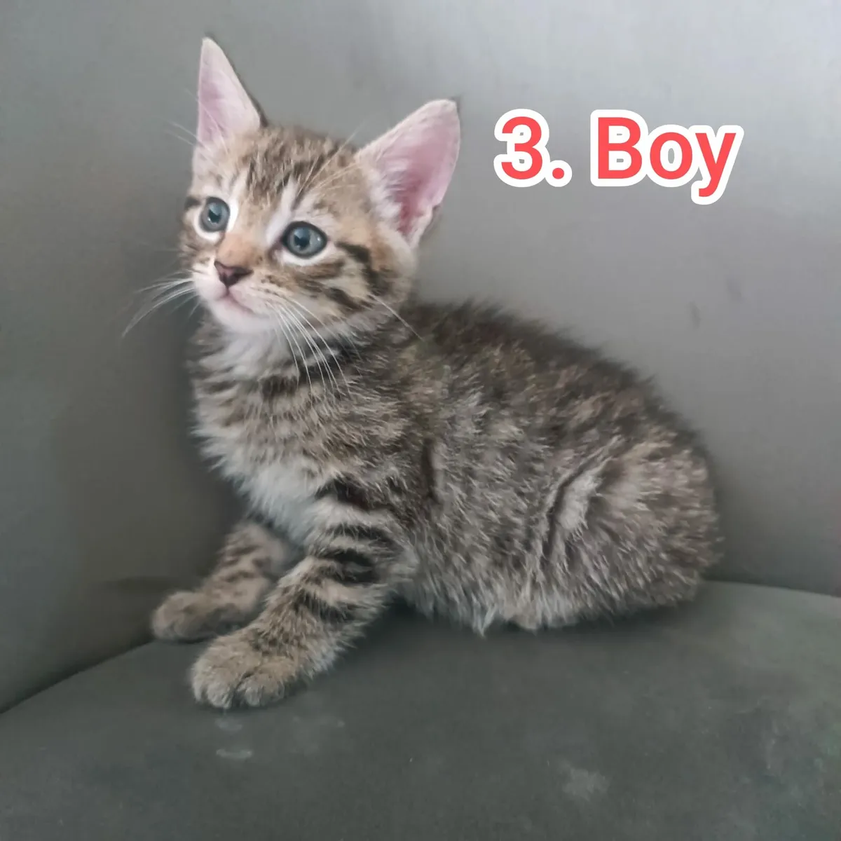 Kittens 3 boy 1girl - Image 3