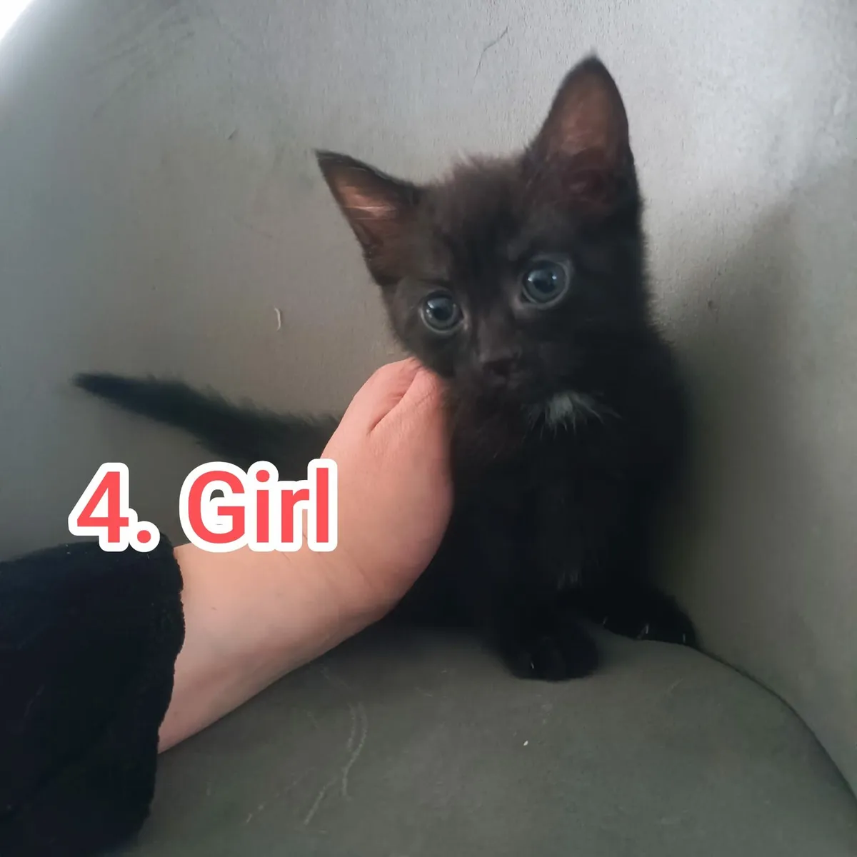 Kittens 3 boy 1girl - Image 4