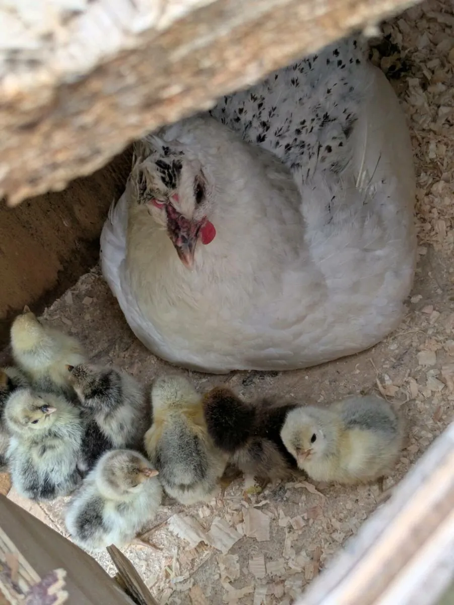 Appenzeller hatching eggs for sale. - Image 1