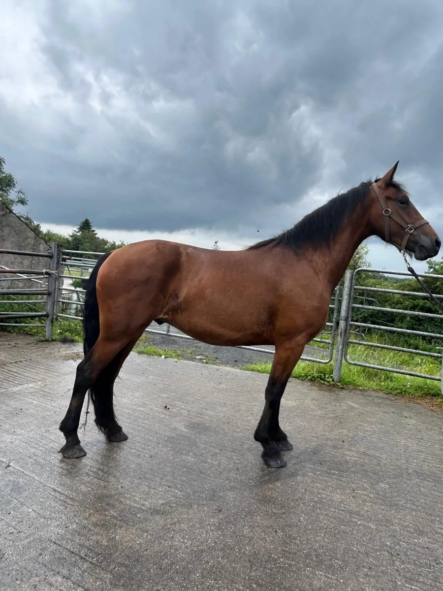 Show Cob for sale - Image 2
