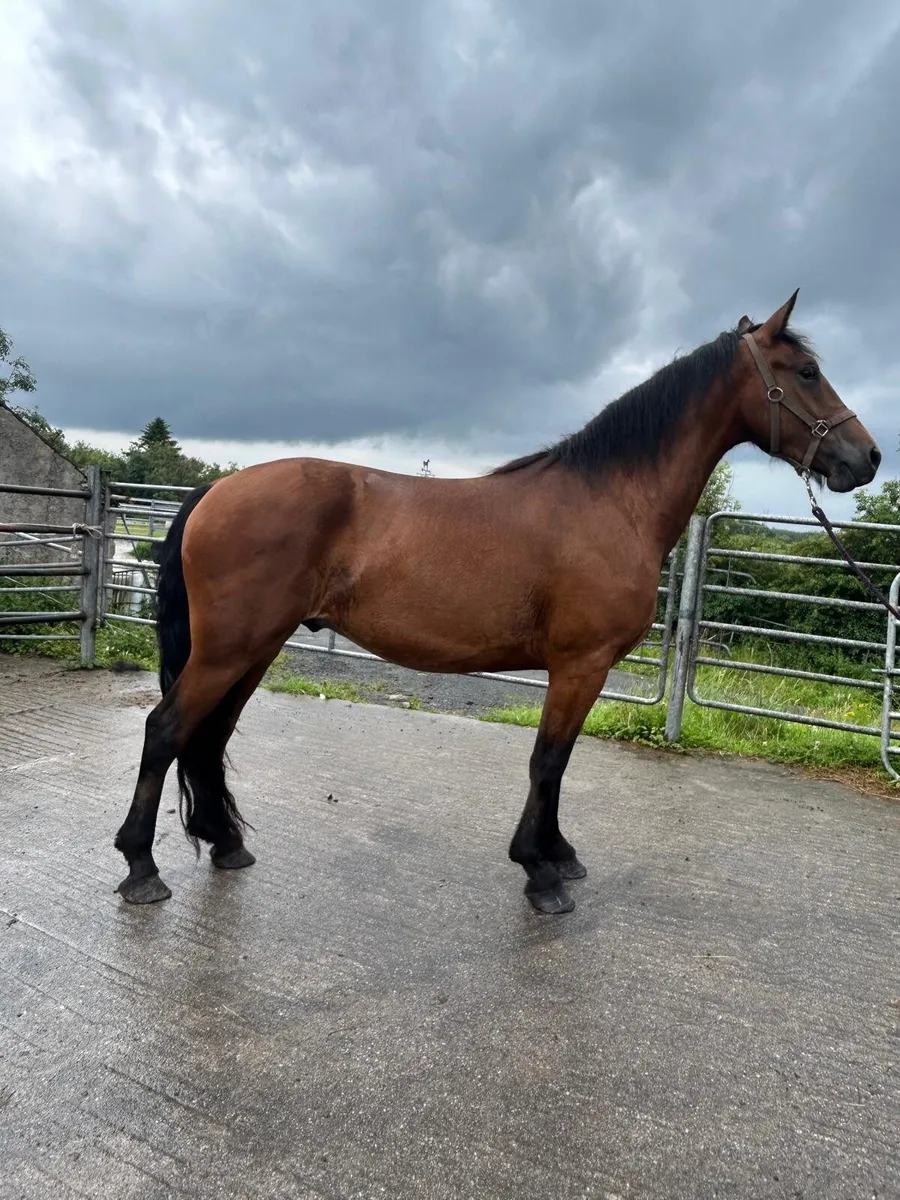 Show Cob for sale - Image 3