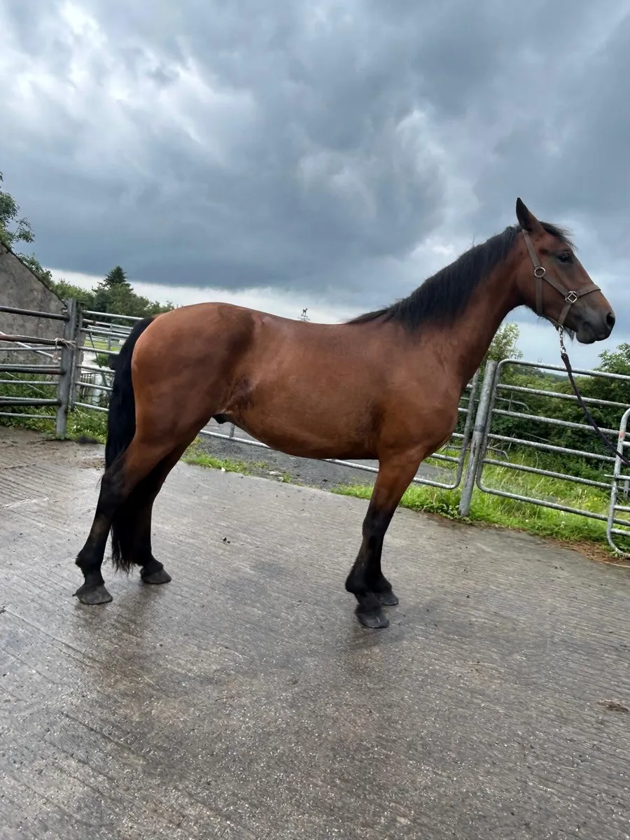 Show Cob for sale - Image 1