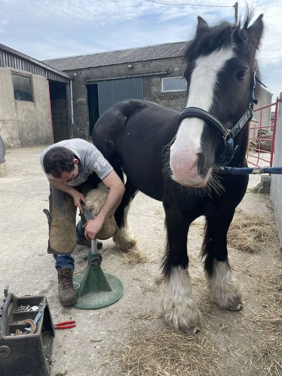 Horse - Image 2