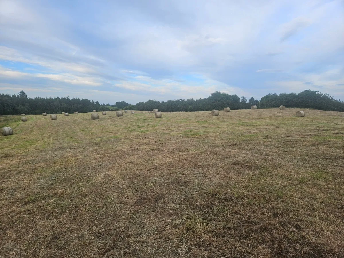 Hay