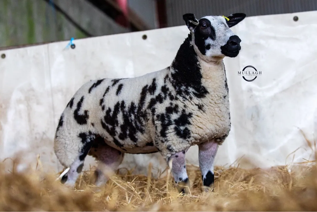 Dutch Spotted Ewe and Tup lambs - Image 1