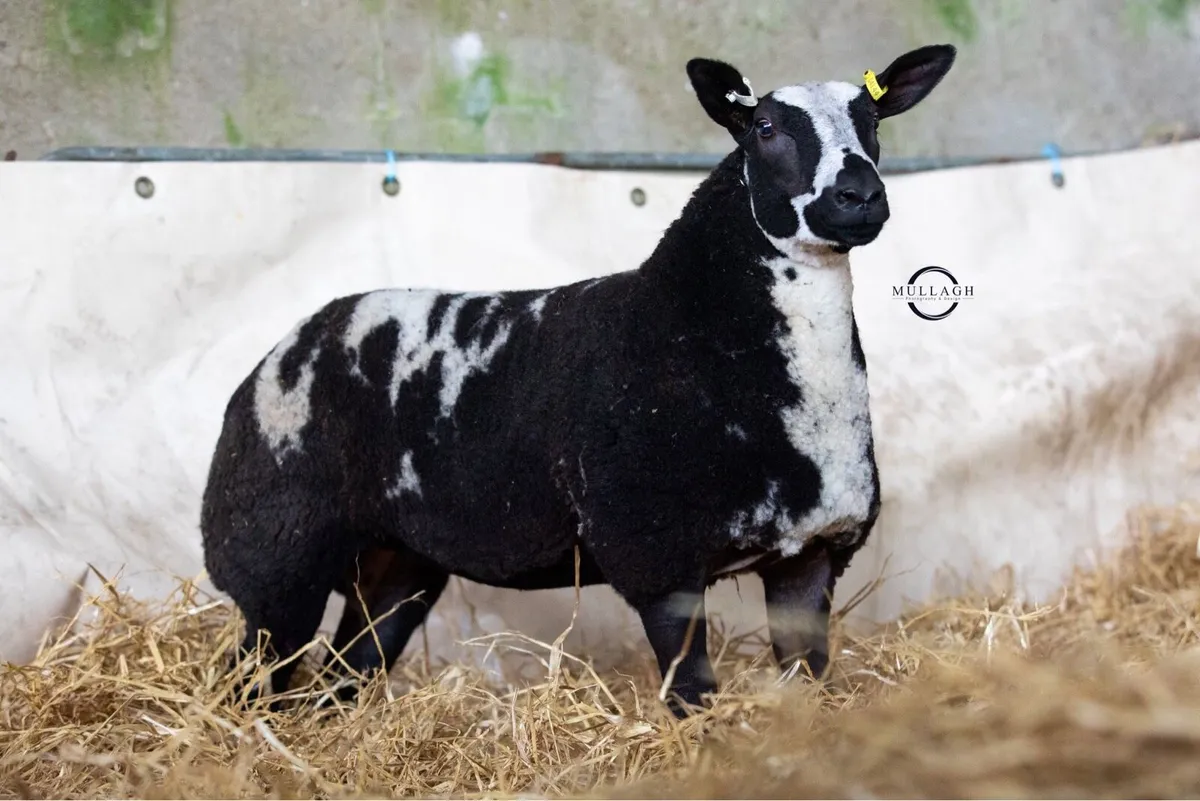 Dutch Spotted Ewe and Tup lambs - Image 2