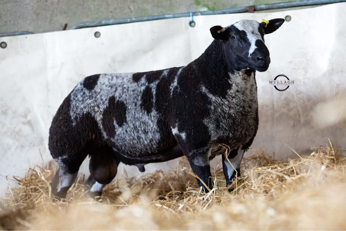 Dutch Spotted Ewe and Tup lambs - Image 3