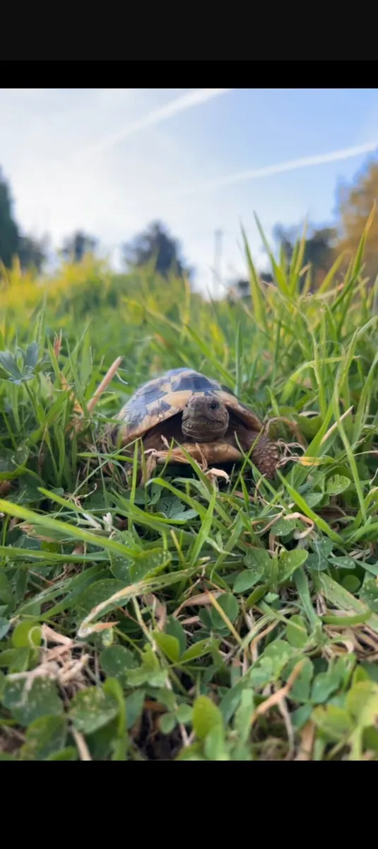 Super friendly Hermann tortoise female 3 years - Image 1