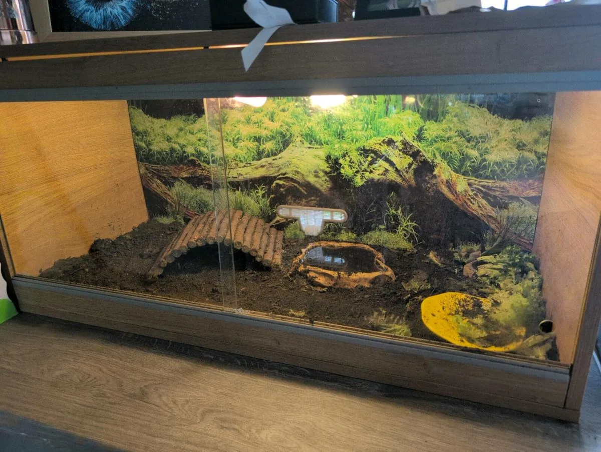 Super friendly Hermann tortoise female 3 years - Image 2
