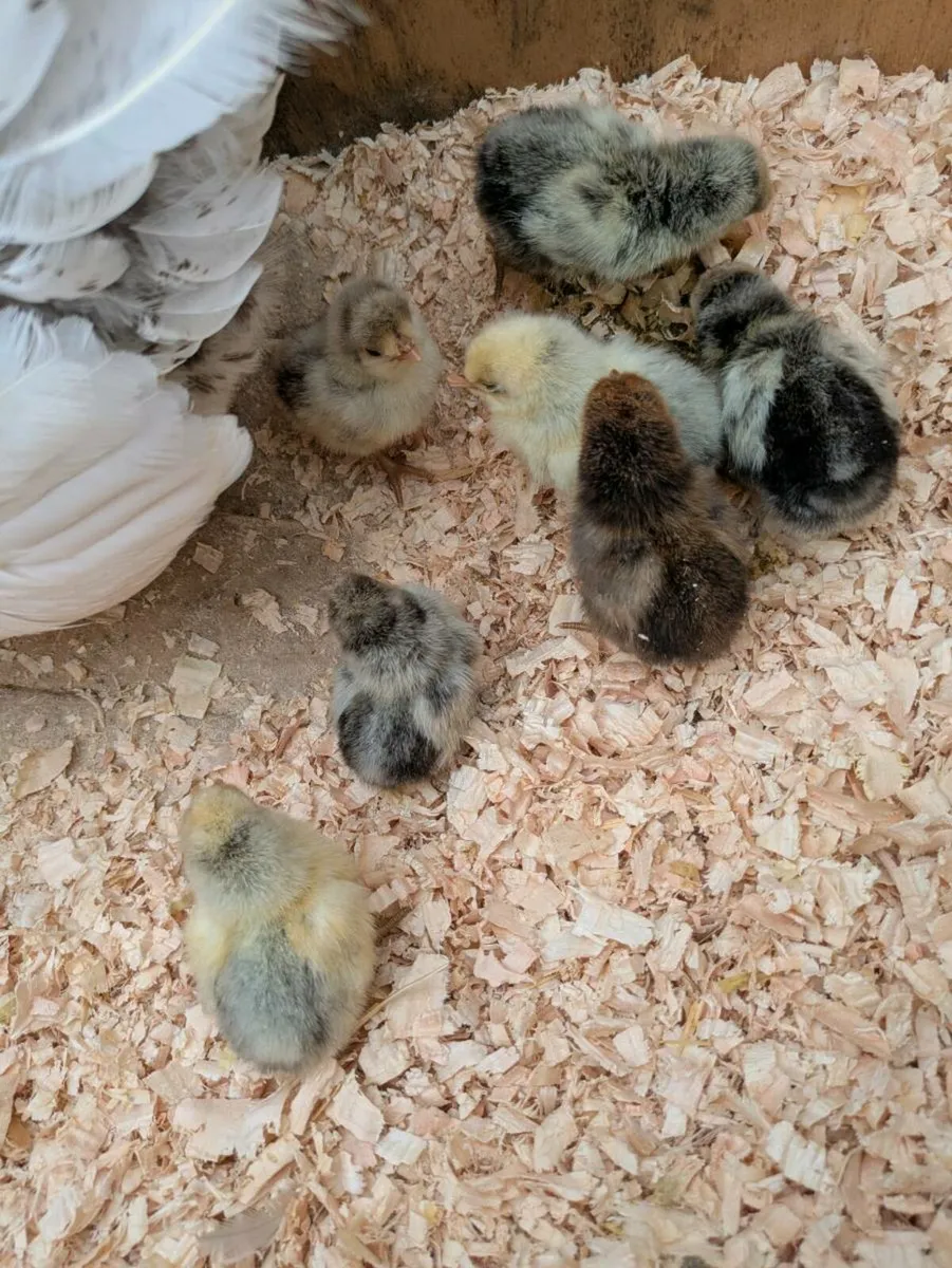 Appenzeller hatching eggs for sale. - Image 3