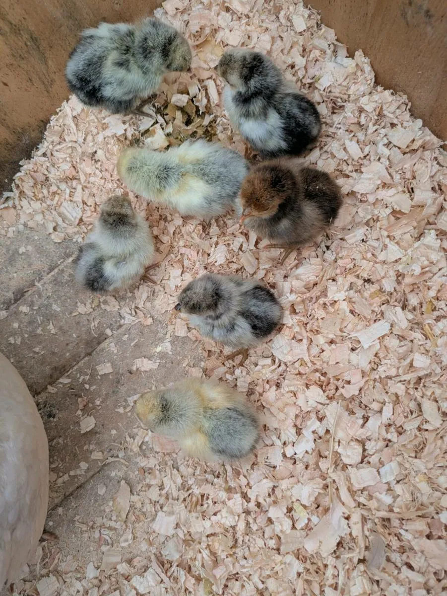 Appenzeller hatching eggs for sale. - Image 4
