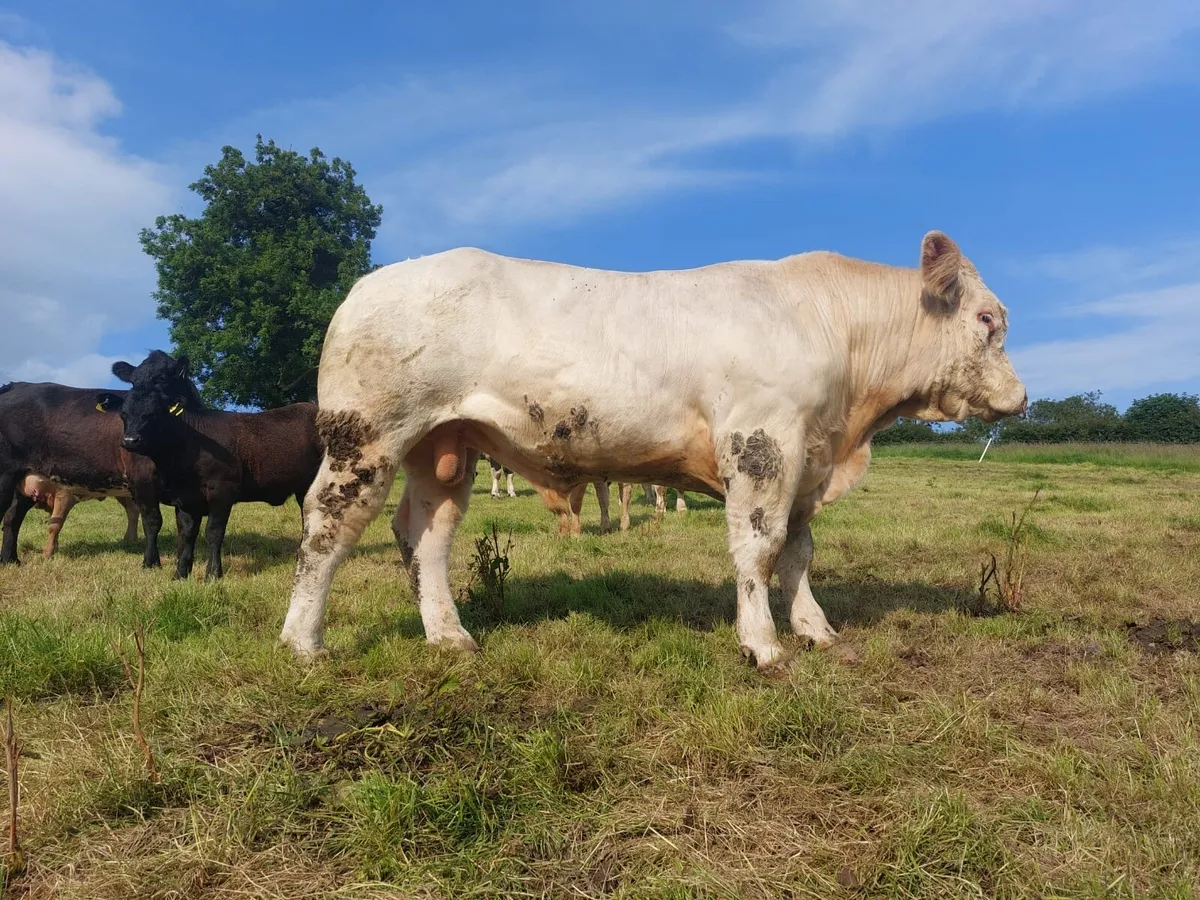Charolais/Limousine Cross bred Bull - Image 2
