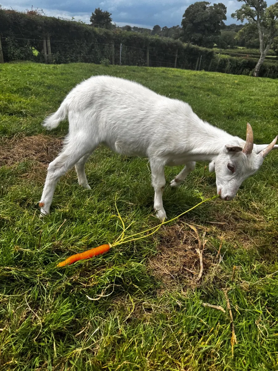 Goat - Image 1