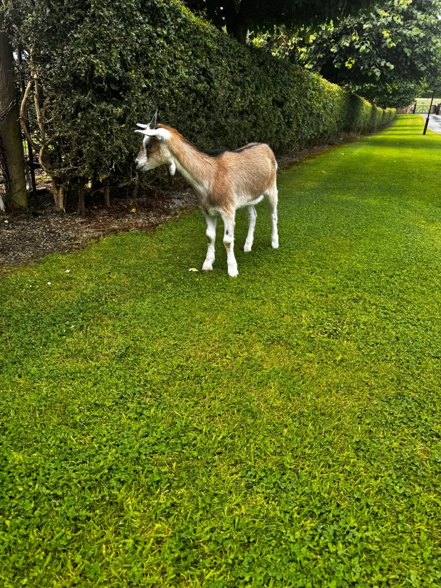 Goat - Image 2