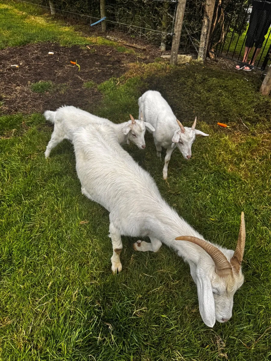 Goat - Image 3