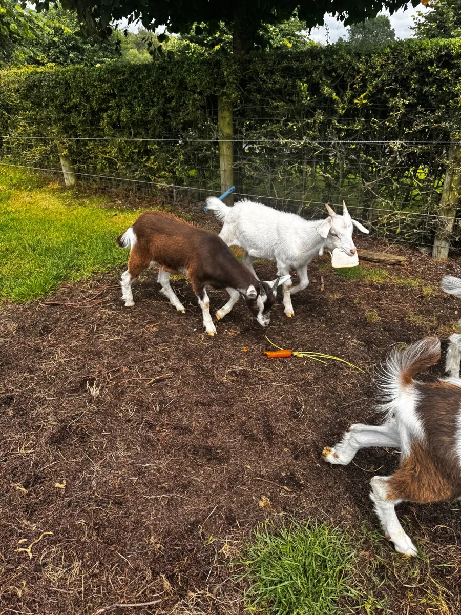 Goat - Image 4
