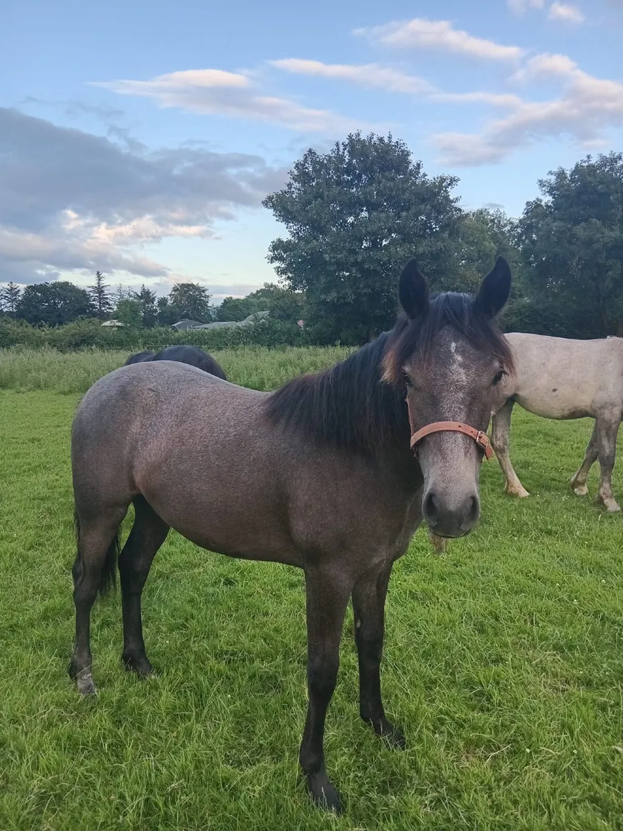Connemara Pony - Image 1
