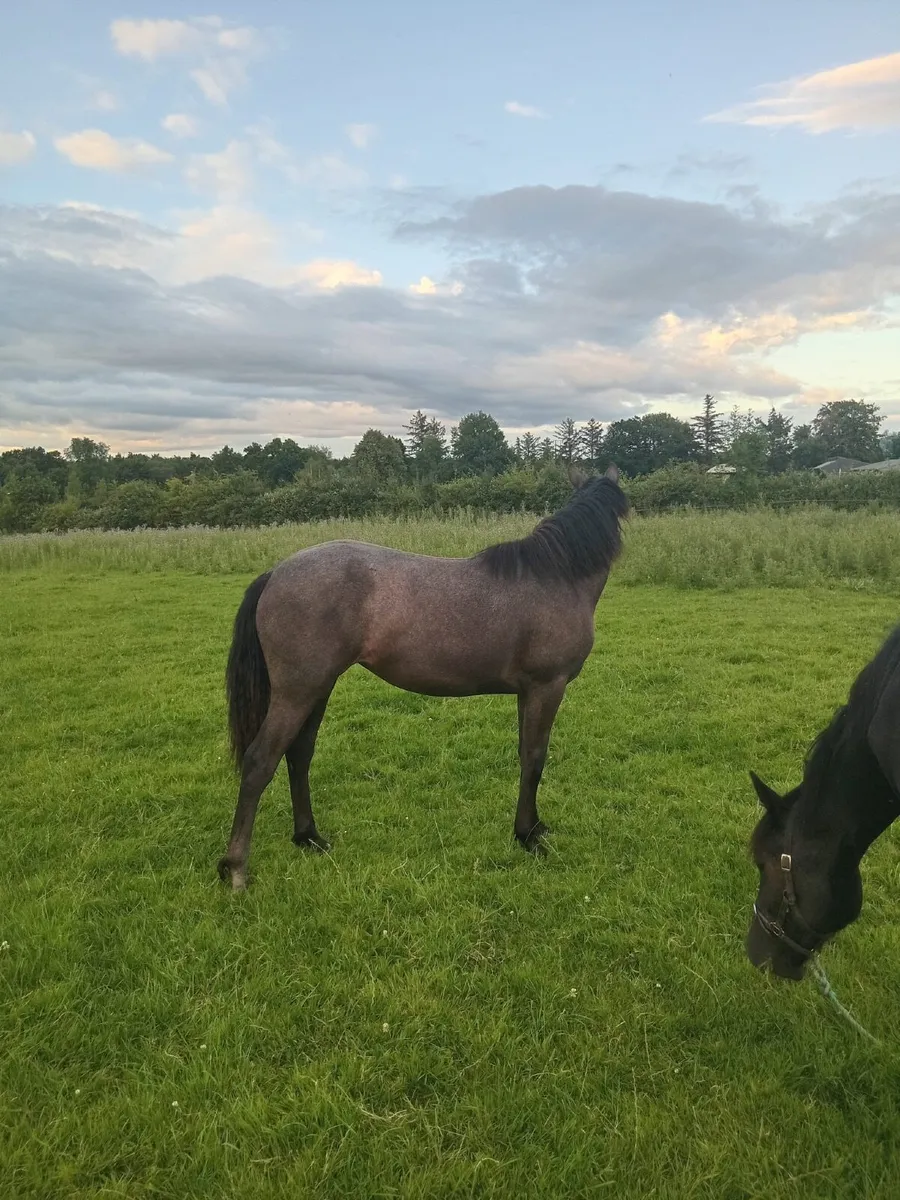 Connemara Pony - Image 2