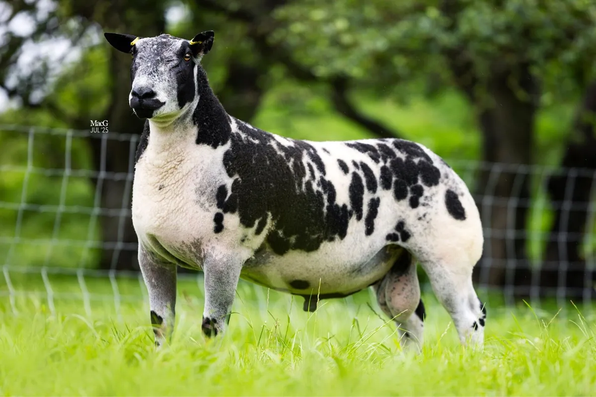 SIS Dutch Spotted  Tups - Image 1