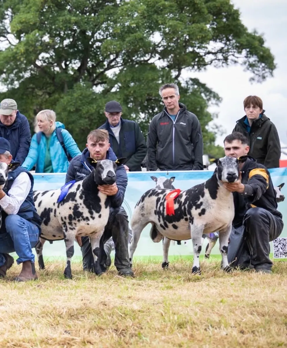 SIS Dutch Spotted  Tups - Image 3