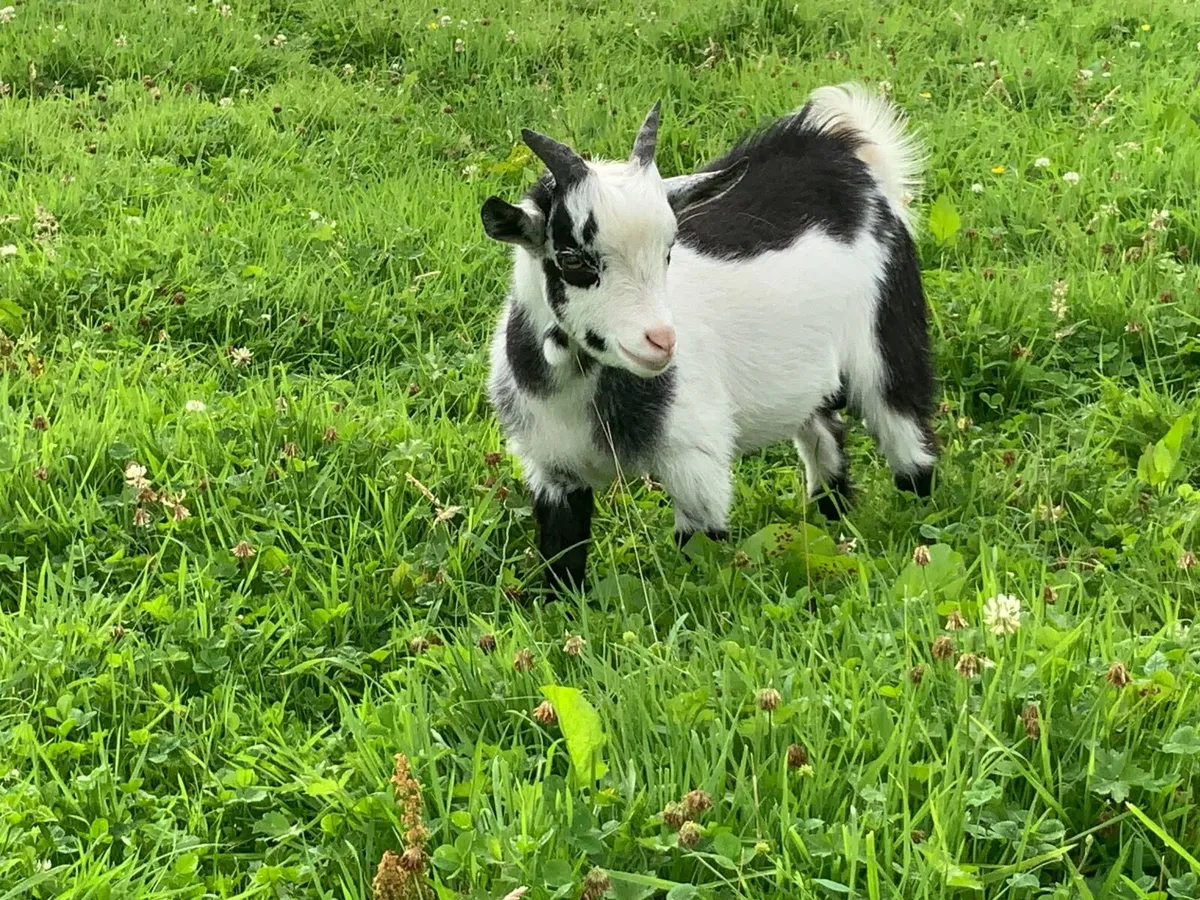 Pygmy kid - Image 2