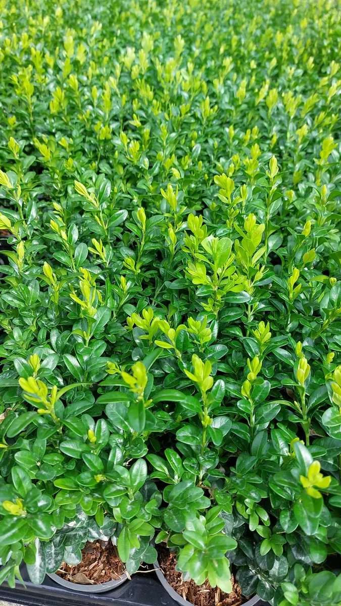Box Hedging - Image 1