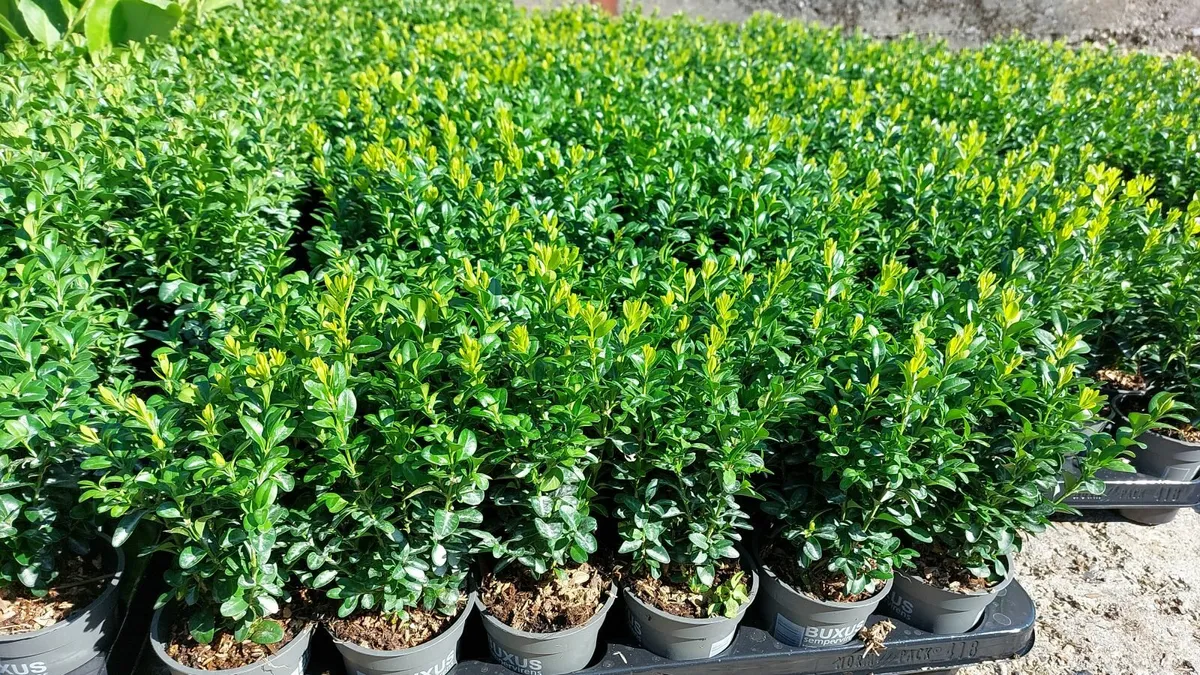 Box Hedging - Image 2
