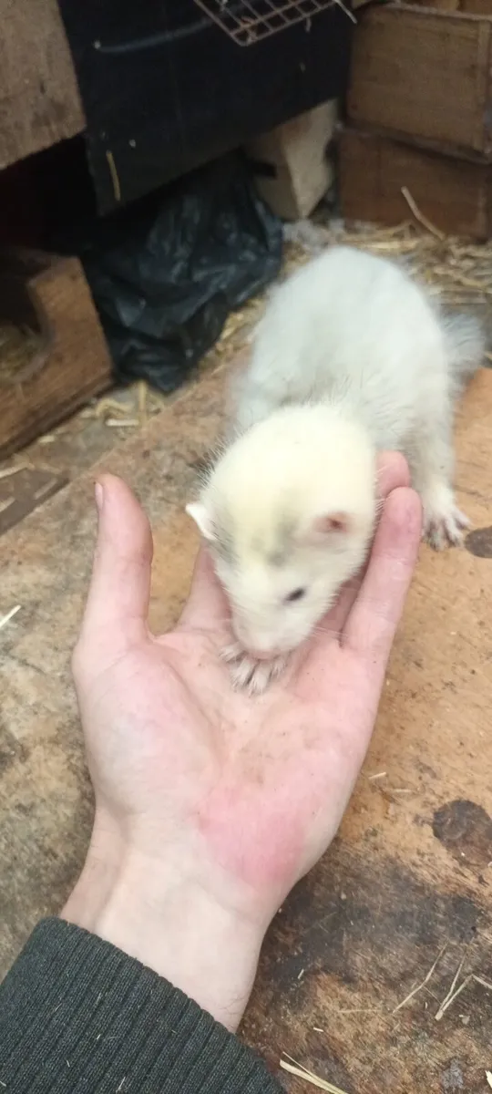 Ferrets - Image 1