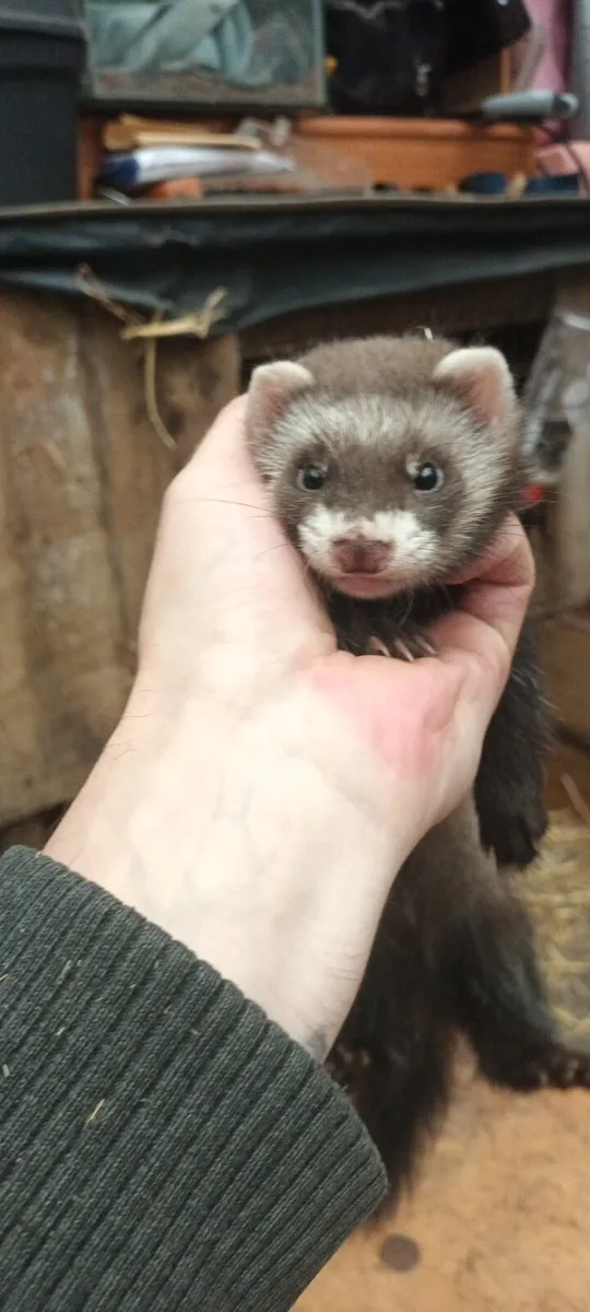 Ferrets - Image 2
