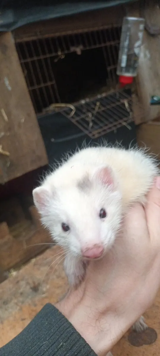 Ferrets - Image 3
