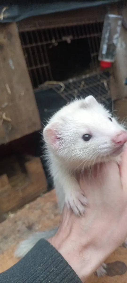 Ferrets - Image 4