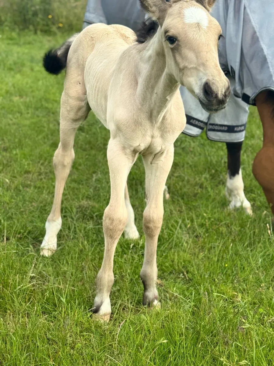 Serious 2025 ID buckskin colt - Image 2