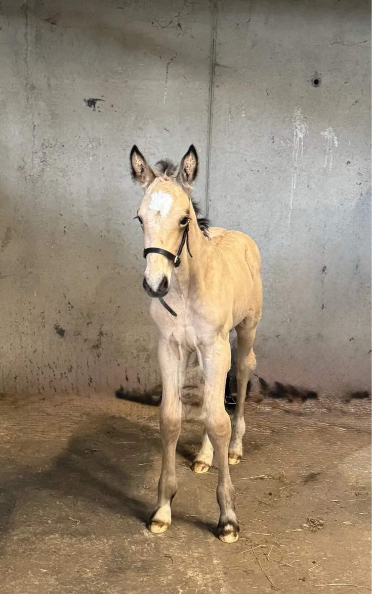 Serious 2025 ID buckskin colt - Image 3