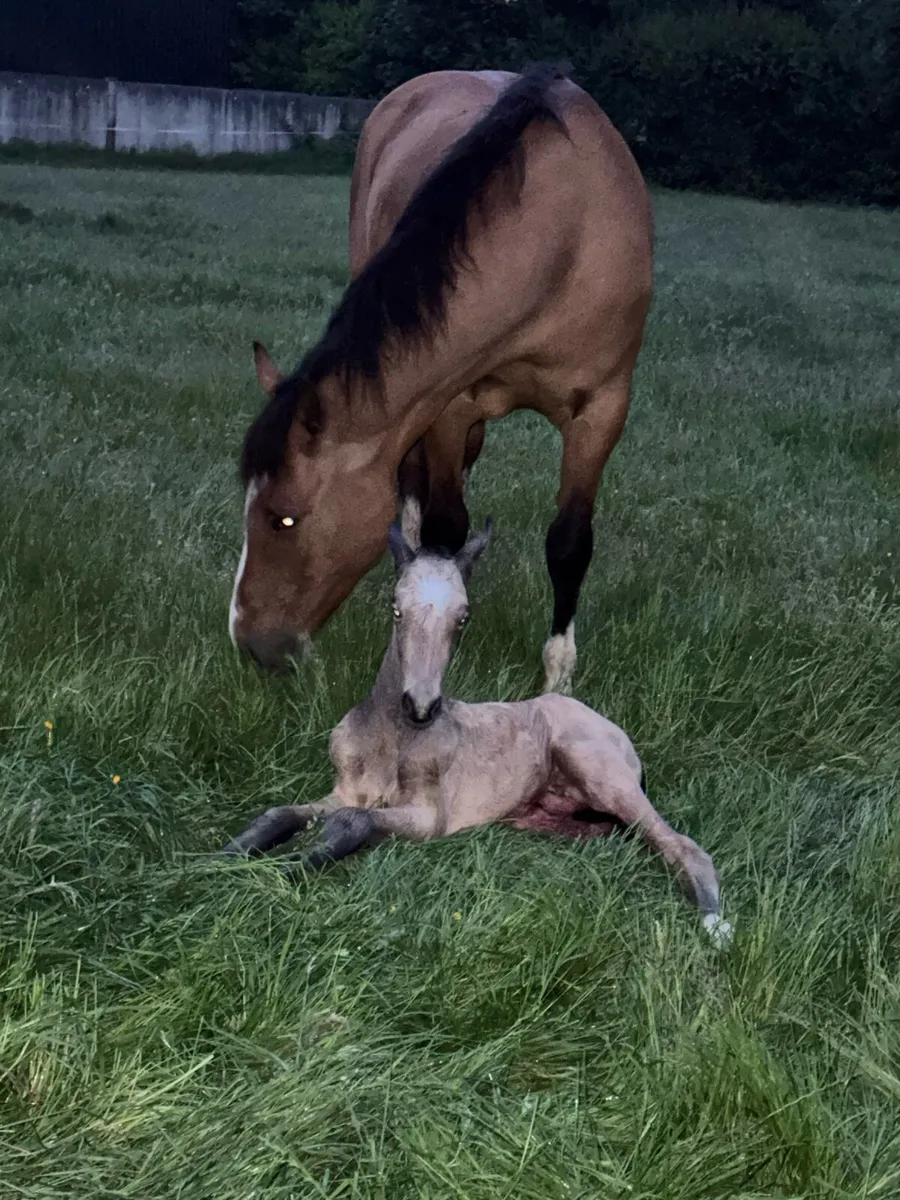 Serious 2025 ID buckskin colt - Image 1