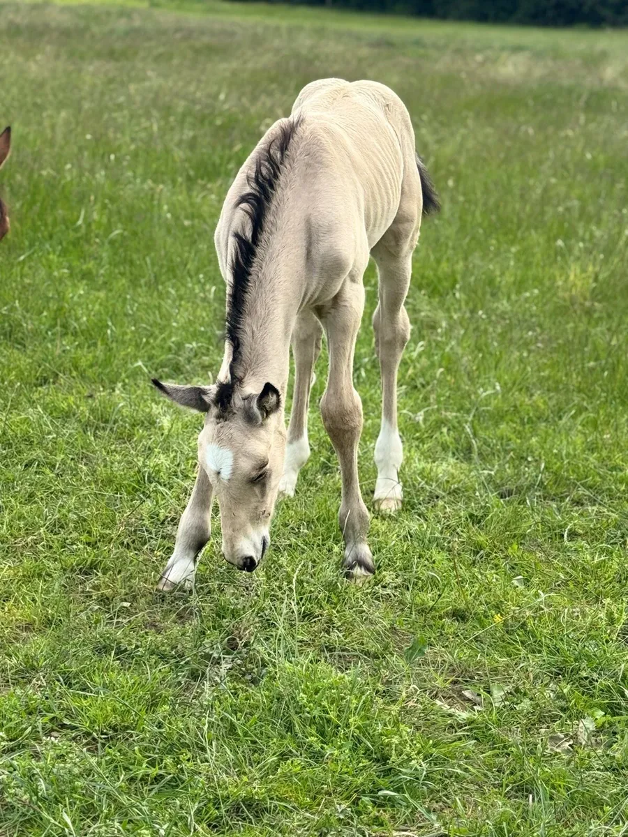 Serious 2025 ID buckskin colt - Image 4