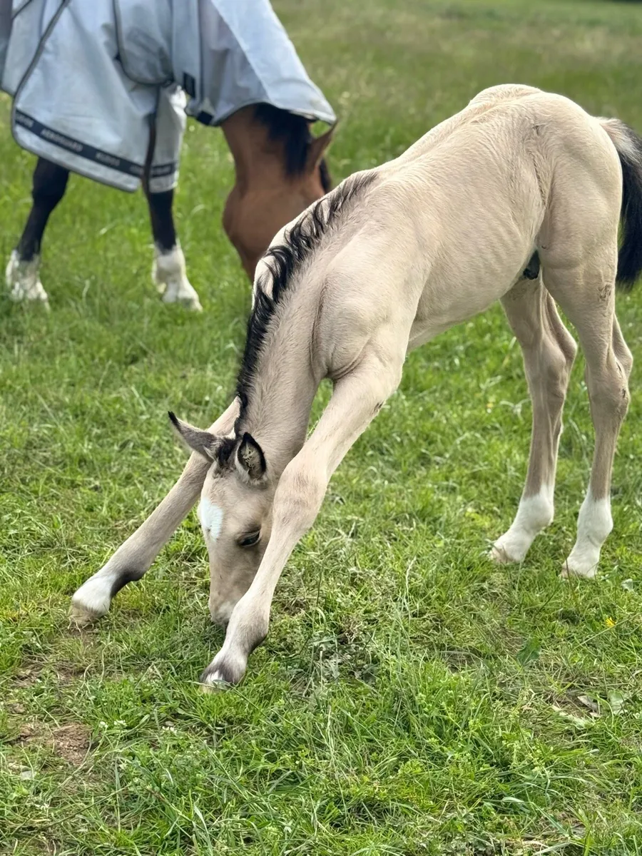 Serious quality 2025 ID buckskin colt - Image 3