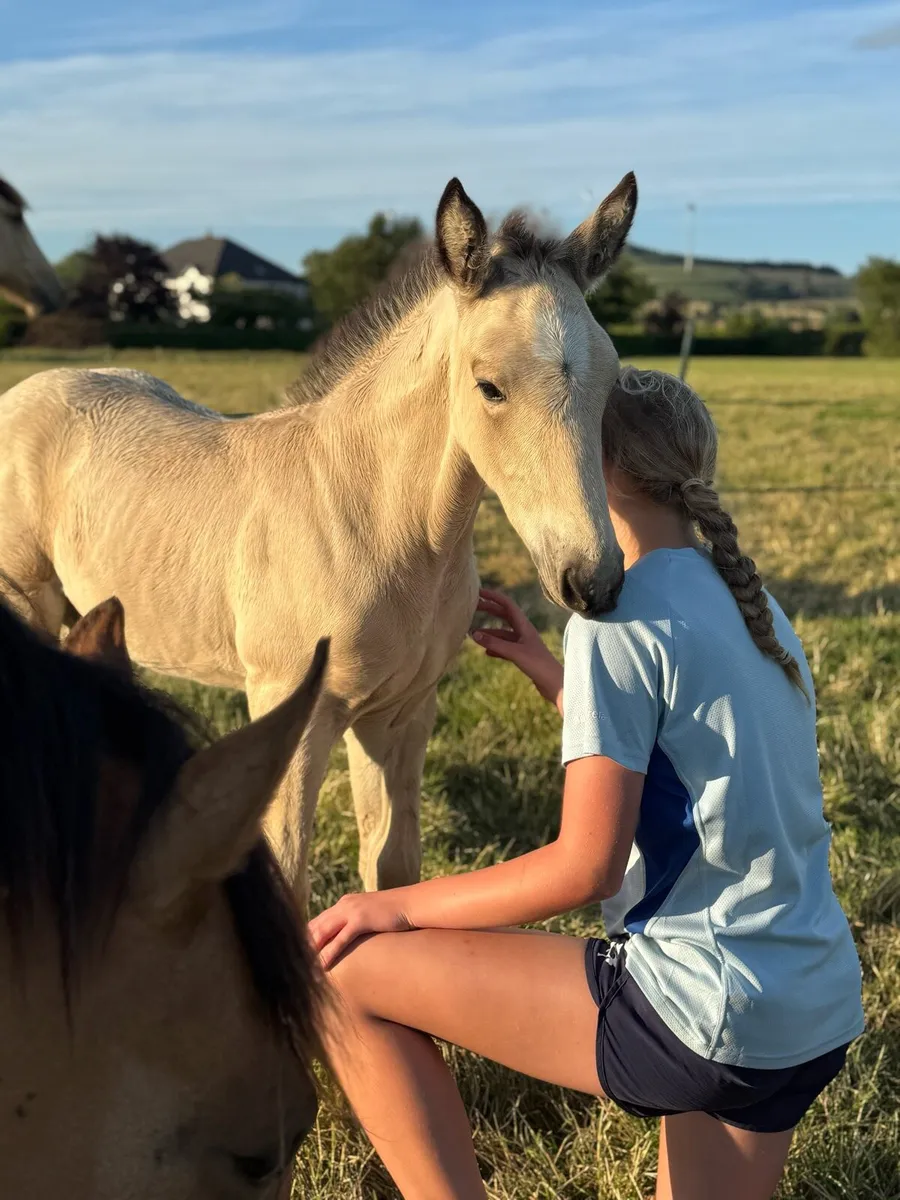 Serious quality 2025 ID buckskin colt - Image 4