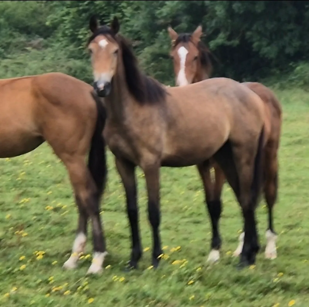 2024 cardento royale filly - Image 1