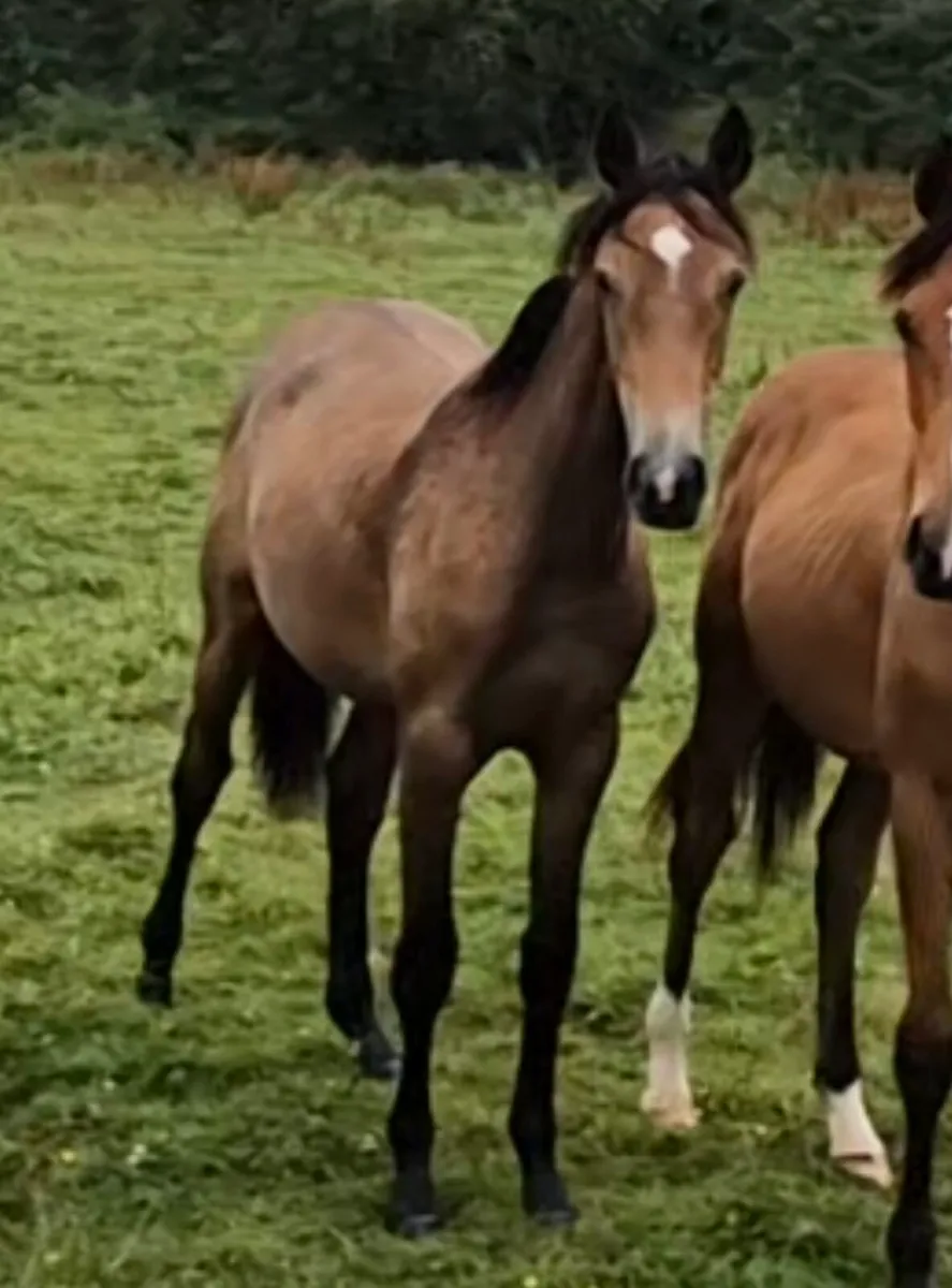 2024 cardento royale filly - Image 2
