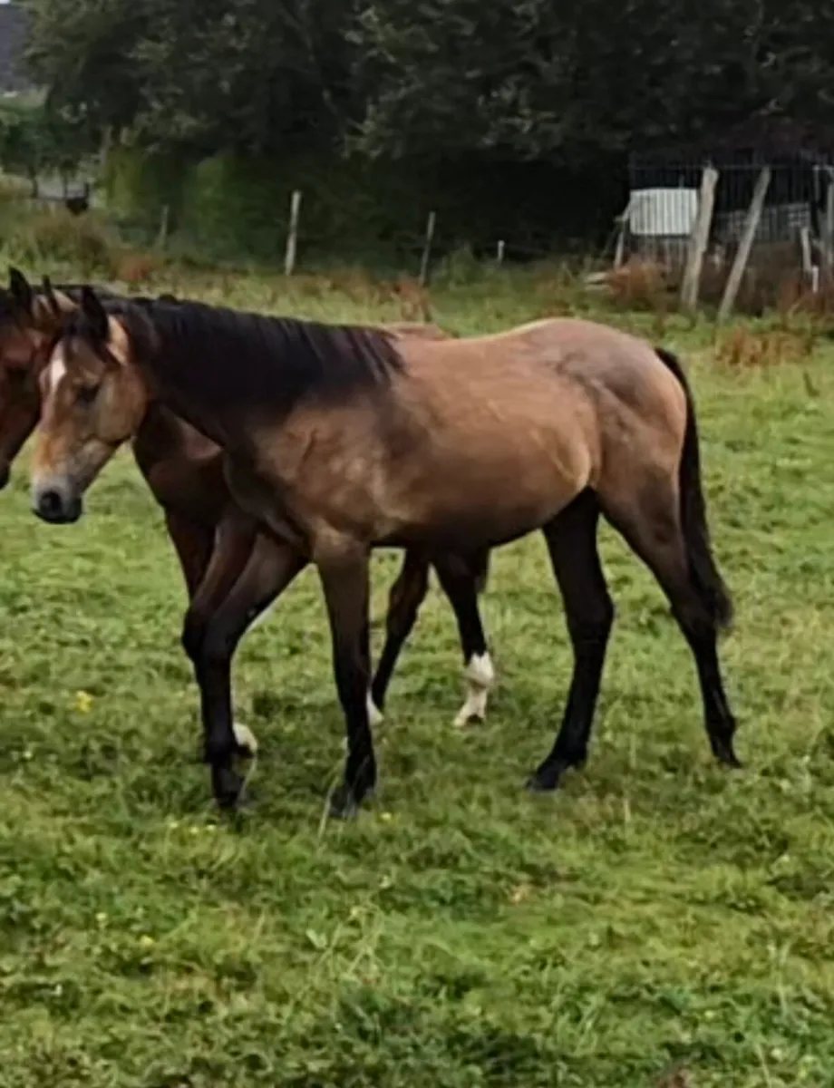 2024 cardento royale filly - Image 3