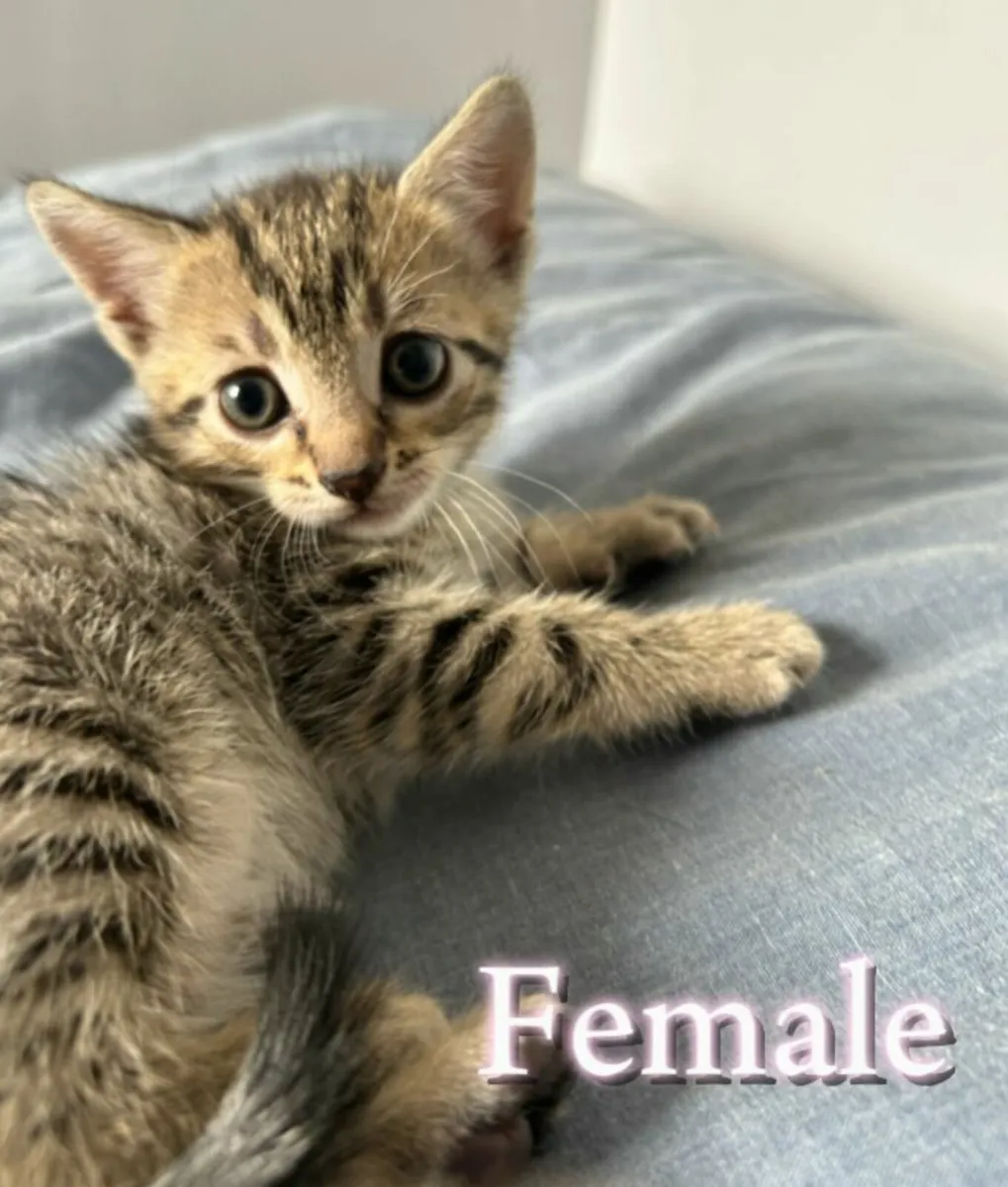 Kittens - Image 1