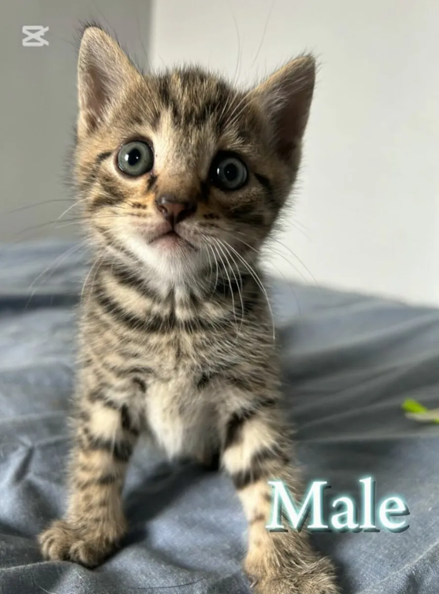 Kittens - Image 2