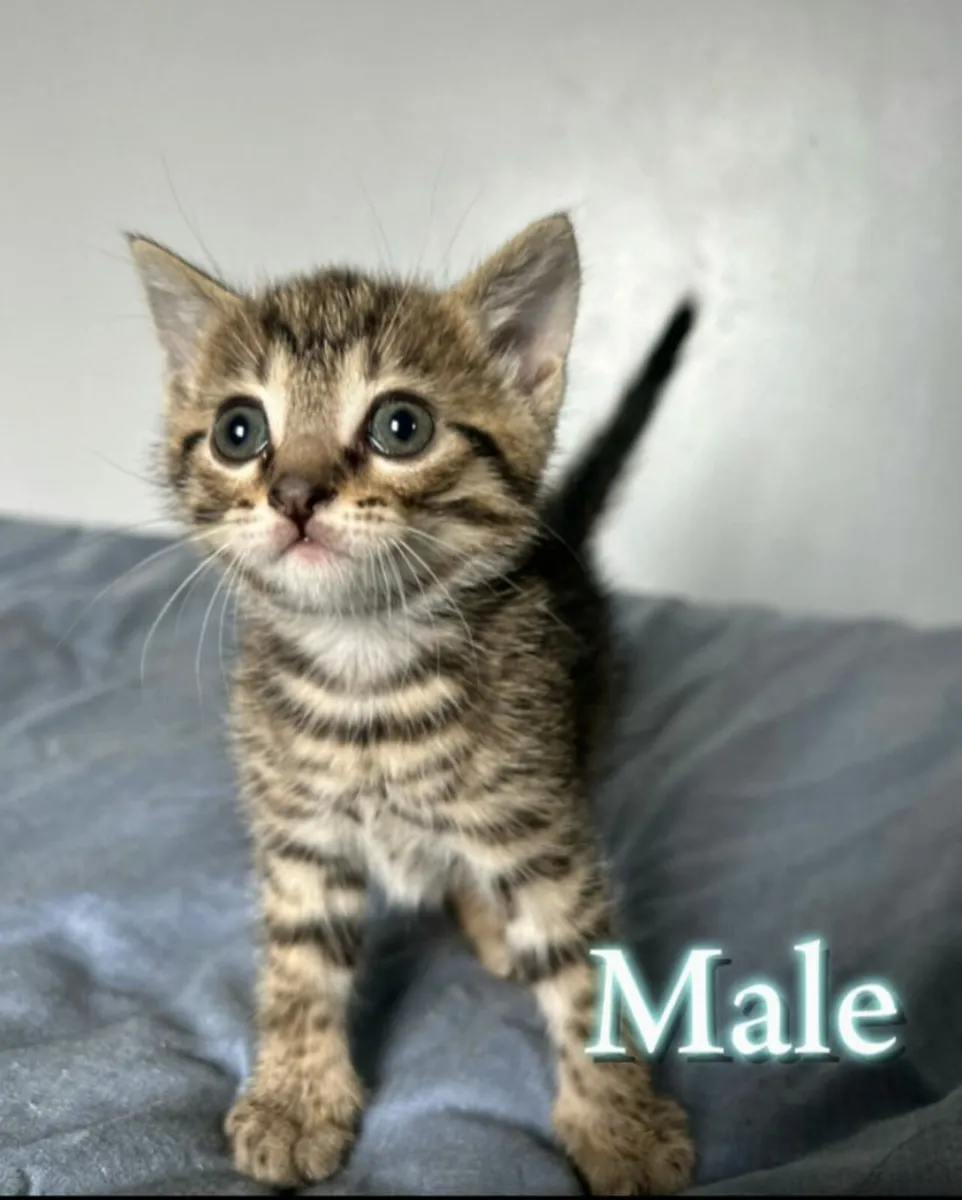 Kittens - Image 3