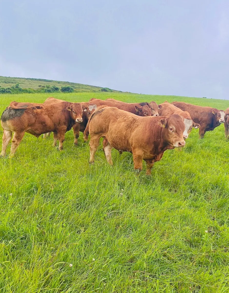 Limousin bull Weanlings - Image 3